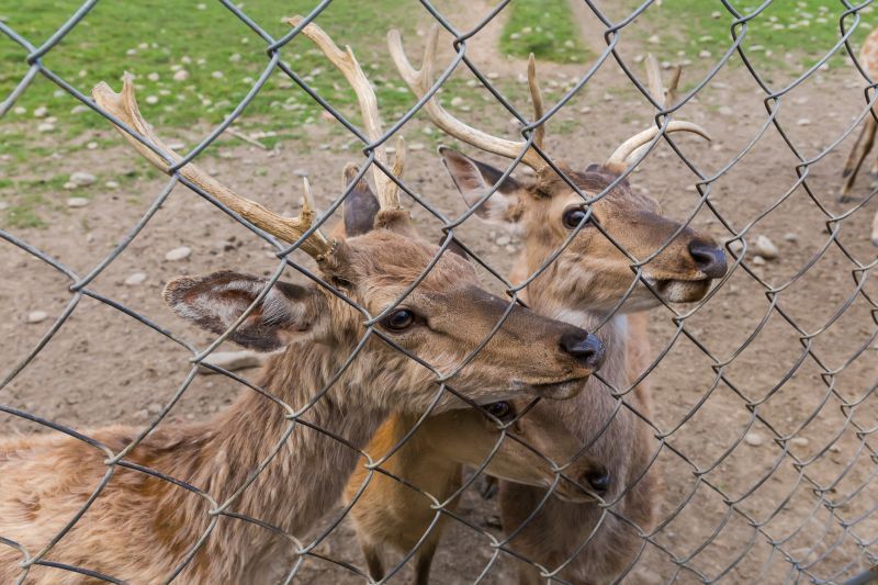Deer Fence Close-Up