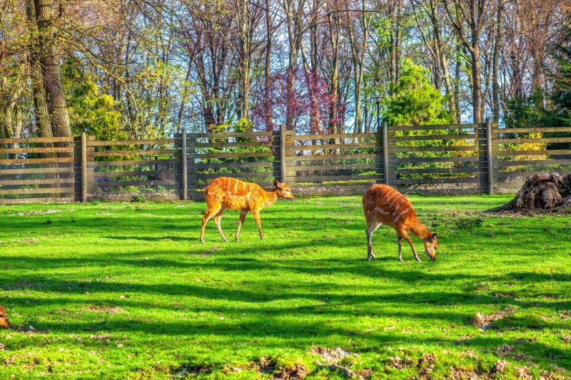 Custom Fence Designs